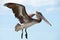 a big brown pelican flying