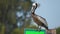 Big brown pelican perched on bright board sign on sunny summer day on tropical trees background