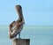 A big,brown pelican standing on a pier post