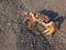 A big brown pregnant crab on sand beach looking up to camera