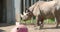 A big brown Rhinoceros walking on the yard FS700 4K