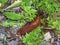 Big brown slug in the dandelion leaves