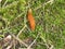 Big brown slug in the green moss of the forest