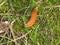 Big brown slug in the green moss of the forest