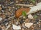 Big brown slug in the green moss of the forest