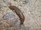 Big brown slug with a white stripe in the forest