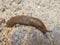 Big brown slug with a white stripe in the forest