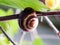 Big brown snail on a cherry tree