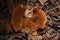 Big brown spoiled gilled mushroom full of white worms or larvae in autumn forest