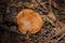 Big brown spoiled gilled mushroom full of white worms or larvae in autumn forest