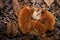 Big brown spoiled gilled mushroom full of white worms or larvae in autumn forest