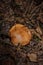 Big brown spoiled gilled mushroom full of white worms or larvae in autumn forest