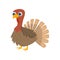 Big brown standing bird turkey isolated on white background. Symbol of thanksgiving day