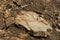 Big brown stone. Rough stones. Brown background.