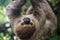 Big brown three-toed sloth climbing on a branch