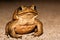 Big brown toad