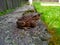 A big brown toad on a concrete border near brown wooden fence