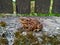 A big brown toad on a concrete border near brown wooden fence