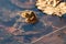 Big brown toads or brown frogs mating and pairing warming up in the sun as amphibian and water animal in the wetlands