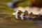 Big brown toads or brown frogs mating and pairing warming up in the sun as amphibian and water animal in the wetlands