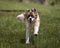 Big brown and white bernard dog running outdoors