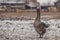 Big brown white gander standing on snow