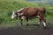 Big brown white-headed cow goes to pasture eating fresh green grass