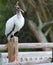 Big Brown Wood Stork Florida