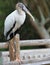 Big Brown Wood Stork Florida