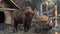 big brutal bison eating hay