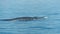 Big Bryde`s Whale swim to the water surface to exhale by blowing the water into the air. There are many Bryde`s Whale living in th