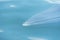 Big Bryde`s Whale swim to the water surface to exhale by blowing the water into the air. There are many Bryde`s Whale living in th