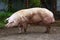 Big buck pig waiting for the sows at rural animal farm