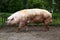 Big buck pig waiting for the sows at rural animal farm