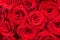 Big buds of vivid natural red roses