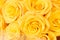 Big buds of vivid natural yellow roses