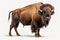 big buffalo bison standing isolated on white background