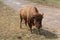 Big buffalo on a country safari farm