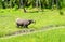 Big buffalo on green grass pasture. Asian agriculture travel photo. Carabao farm animal in Philippines.