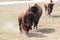Big buffaloes on a country safari farm