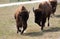 Big buffaloes on a country safari farm