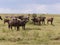 Big buffalos in Africa