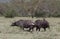 Big Buffalos in Africa