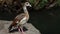 Big bugWild duck Egyptian Goose Alopochen aegyptiacus