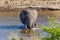 Big Bull African Elephant Wading Across Mara River