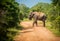 Big bull asian elephant crosses road