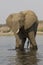 Big bull elephant standing in river