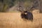 Big bull elk walking in meadow