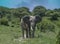 Big bull male African elephant with tusks in the African savannah of Tanzania, Africa