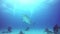 Big Bull Shark with divers underwater on sandy bottom of Tiger Beach Bahamas.